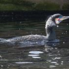 Kormoran _GMHeinze.jpg