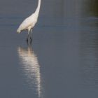 Silberreiher_spiegelbild _GMHeinze.jpg
