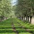 allee_stellenfleth_freiburg_10052016_kluth.JPG