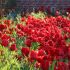 tulpen_neuland_wischhafen_09052016_kluth.JPG