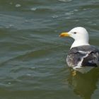 Heringsmoewe schwimmend_GMHeinze.jpg