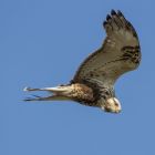 Raufussbussard ruettelnd _GMHeinze.jpg