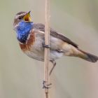 Blaukehlchen male singend _GMHeinze.jpg