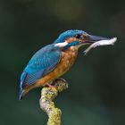 Eisvogel mit fisch_GMHeinze.jpg