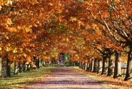 allwoerden_herbst_03112016_kluth (6).JPG