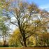 hamelwoerden_herbst_03112016_kluth (45).JPG