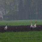 DSC04393.JPG
