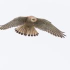 Turmfalke fem ruettelnd _GMHeinze.jpg