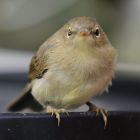 gruenfink_jungvogel_thorsten_kroencke.JPG