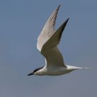 Lachseeschwalbe fliegend_lateral_GMHeinze.jpg