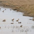 uferschnepfen mit enten_GMHeinze.jpg