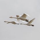 zwergschwan_singschwan_fliegend_GMHeinze.jpg