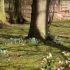 23_03_2016_oederquart_garten_kluth.JPG