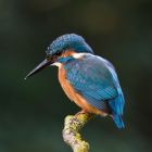 Eisvogel in wartehaltung _GMHeinze.jpg