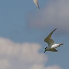 Lachseeschwalbe x3 _GMHeinze.jpg