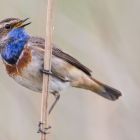 Blaukehlchen male singend_GMHeinze(1).jpg