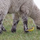Schafstelze neben Schaf_GMHeinze.jpg