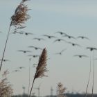 Aussendeich 014.jpg