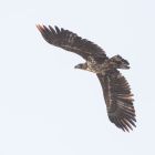 Seeadler _GMHeinze(1).jpg