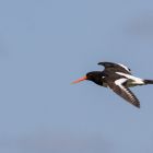 Austernfischer flug _GMHeinze.jpg