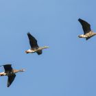 Blaessgans x3 fliegend_GMHeinze.jpg