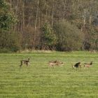 DSC06767.JPG