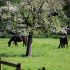 pferdeweide_freiburg_10052016_kluth.JPG