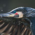 Kormoran detail _GMHeinze.jpg