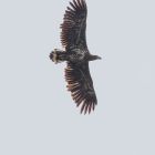 Seeadler__GMHeinze.jpg