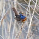 Blaukehlchen _GMHeinze.jpg