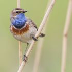 Blaukehlchen male_GMHeinze.jpg