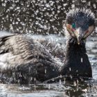 Kormoran planschend_detail_GMHeinze.jpg