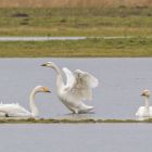 zwergschwan_kaempfend_GMHeinze.jpg