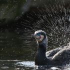 Kormoran planschend _GMHeinze.jpg