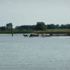 elbe_wischhafen_baerbel_eichkhoff (6).JPG