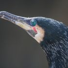 Kormoran portrait _GMHeinze.jpg