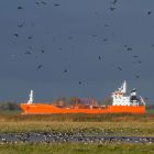 Nonnengaense_Kiebitze Rotes Schiff _GMHeinze IMG_2161.jpg