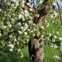 apfelbaum_neuland_deich_09052016_kluth.JPG