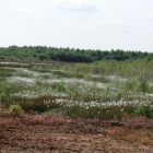 bluehendes_wollgras_oedequart_stefan_raap.JPG