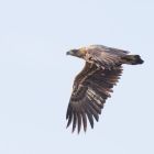 Seeadler_fliegend _GMHeinze.jpg