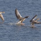 Graugans x3 landend  _GMHeinze.jpg