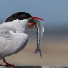 Kuestenseeschwalbe detail mit Fisch_GMHeinze.jpg