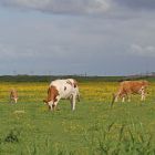 Rinderweide Freiburg_GMHeinze.jpg
