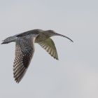 Brachvogel_fliegend _GMHeinze.jpg