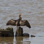 Kormoran_am_wasser_GMHeinze.jpg