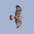 Raufussbussard k2 dorsal _GMHeinze.jpg