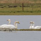 Zwergschwan 2 und Singschwan 2  _GMHeinze.jpg