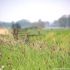 aussendeich_wegrand_15052017_kluth.JPG