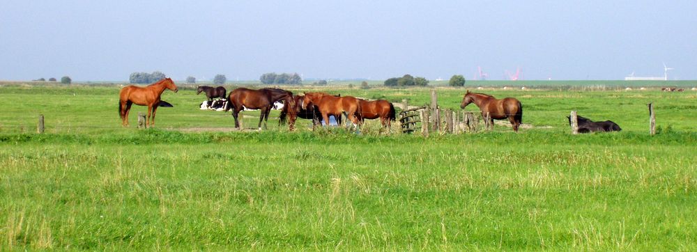 Jungpferdeaufzucht im Außendeich