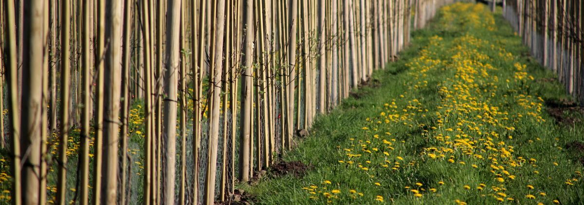 Junge Apfelbaumplantage in Krummendeich